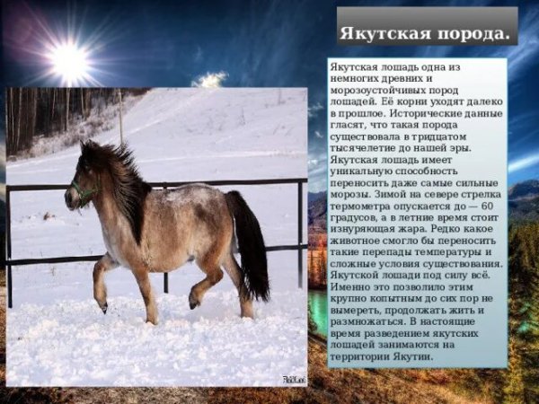 Якутская лошадь
