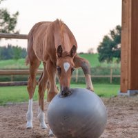 BEST HORSE