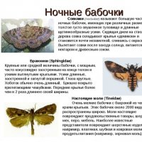 Ночные бабочки