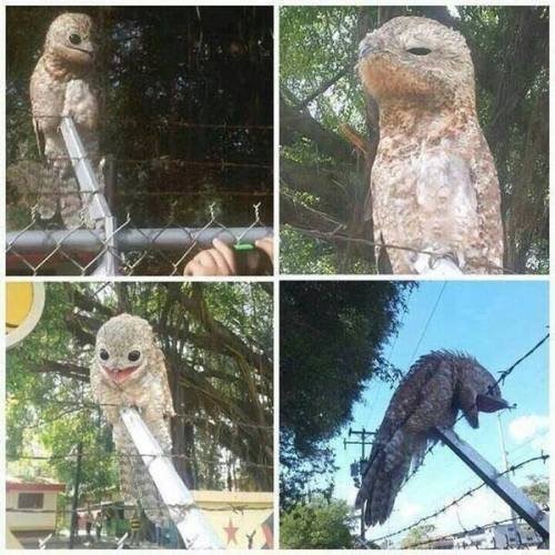 КОЗОДОЙ