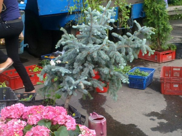 Голубая ель