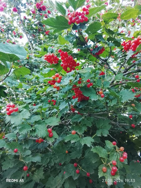 Калина