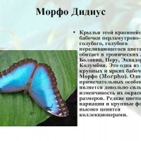 Морфо Дидиус