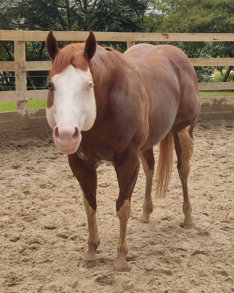 BEST HORSE
