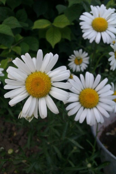 IMAG1171