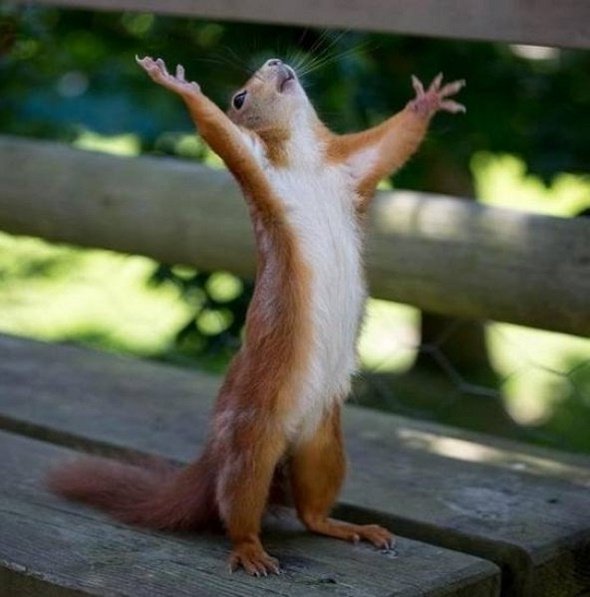 squirrel