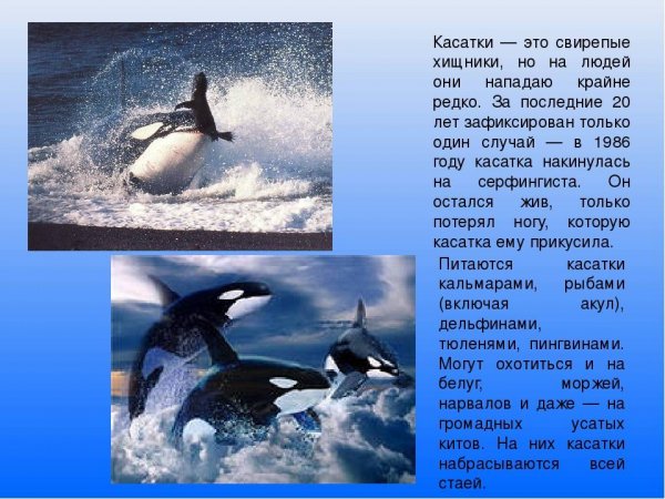 Касатки