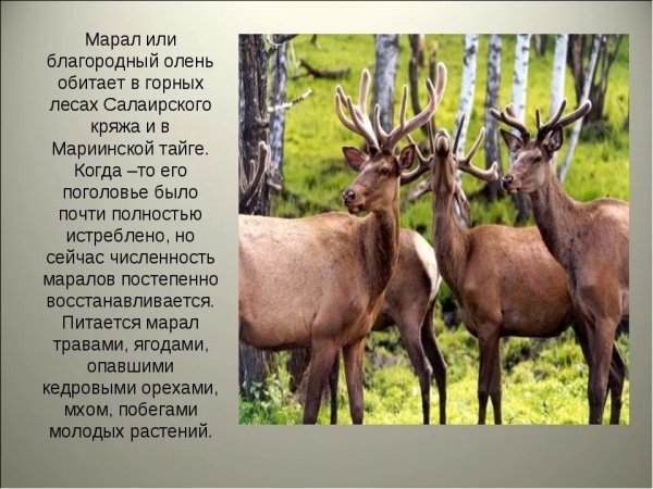 Марал