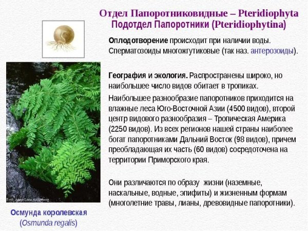 Мир папоротников