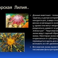 Морская Лилия