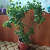 Гибискус сортовой