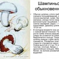 Шампиньон обыкновенный