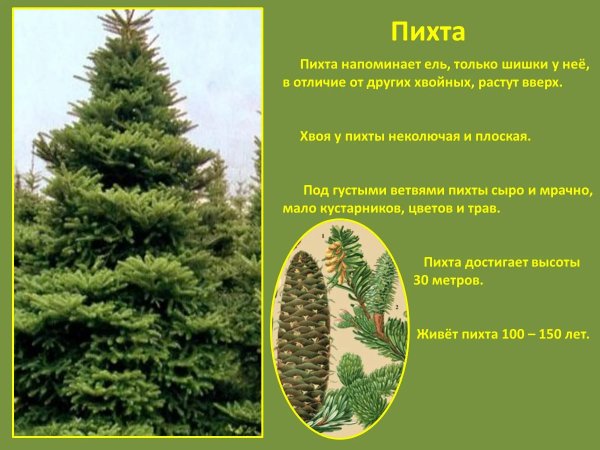 Пихта