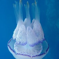 Медуза-корнерот (научное название Rhizostoma pulmo)