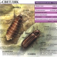 Жук - светляк