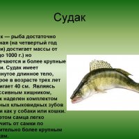 Судак