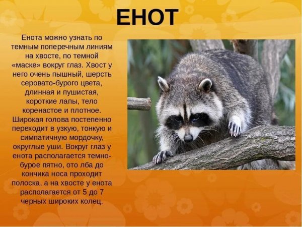 Енот