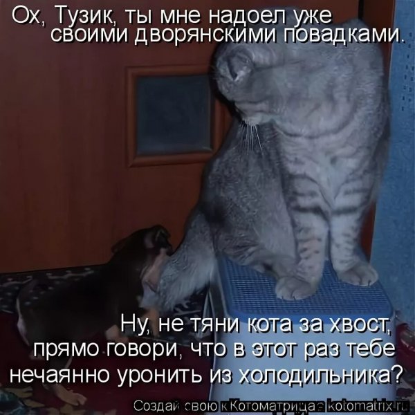 Не тяни кота за хвост