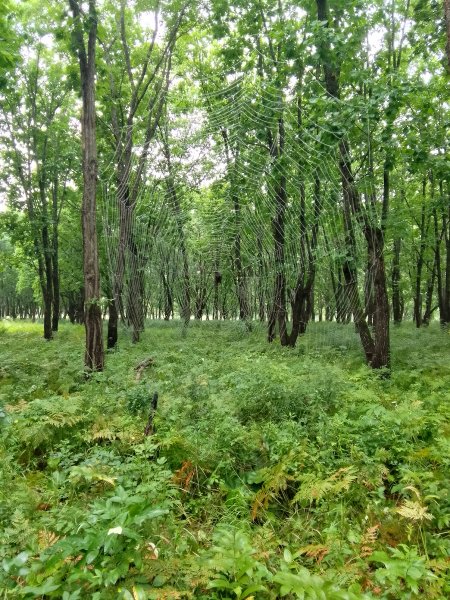 Паутина в лесу