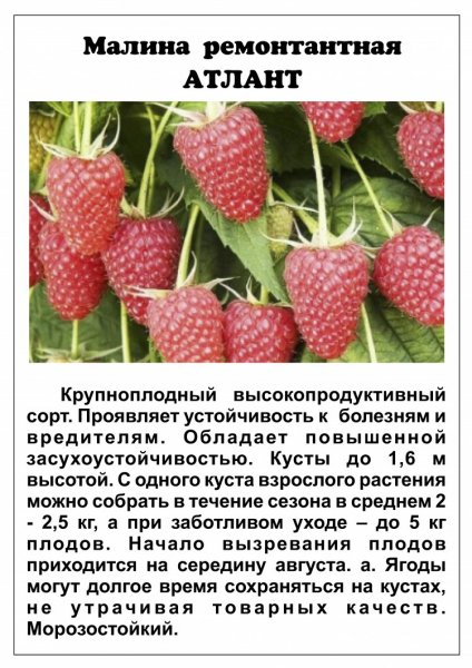 &amp;quot;Атлант&amp;quot;