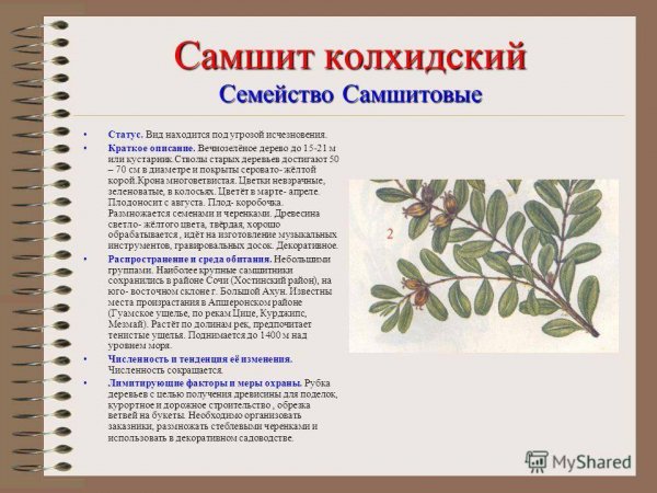 Самшит колхидский
