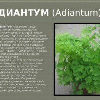 Адиантум