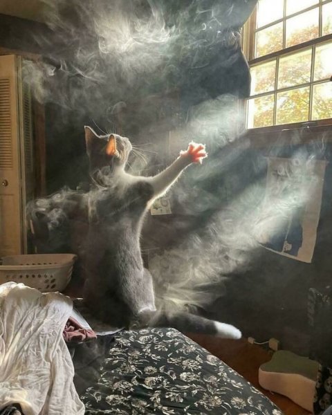 Свет