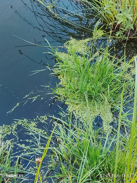 picture_419013177