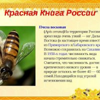Пчела восковая