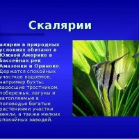 Скалярии