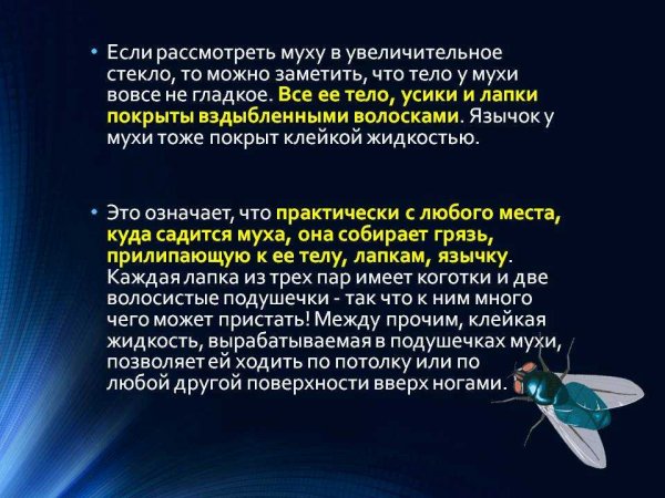 Муха