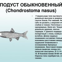 Подуст обыкновенный