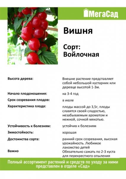 Вишня войлочная