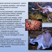 Осьминог