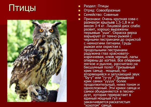 Филин