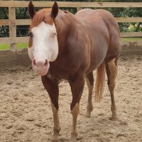 BEST HORSE