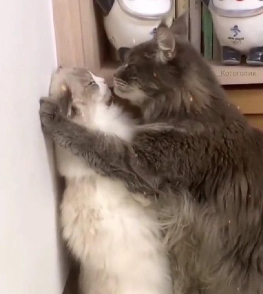 picture_415045909