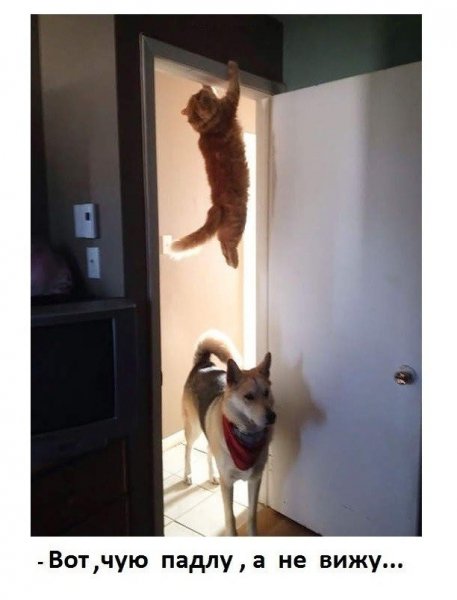 чую чую