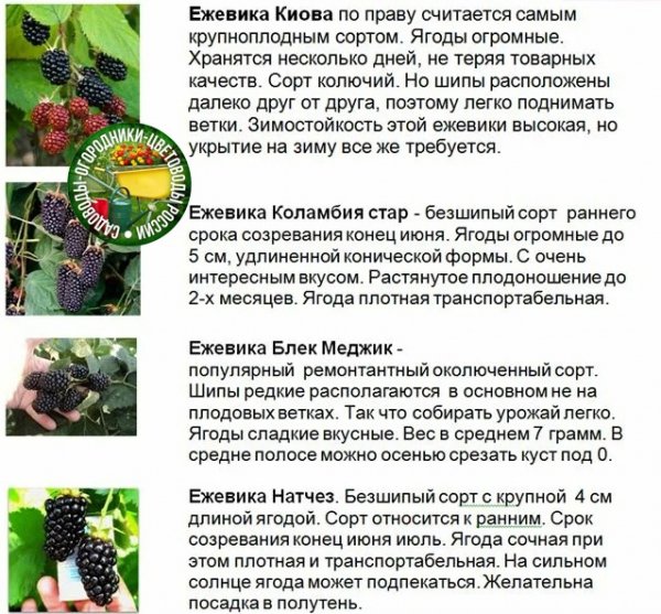 Ежевика. Сорта