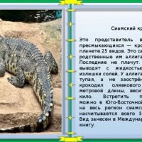 Сиамский крокодил