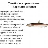 Корюшка озёрная