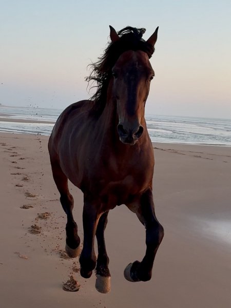 MEDIA # OF HORSE