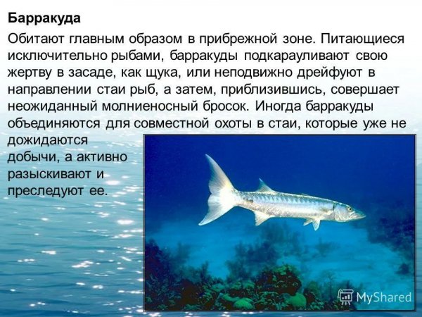 Барракуда