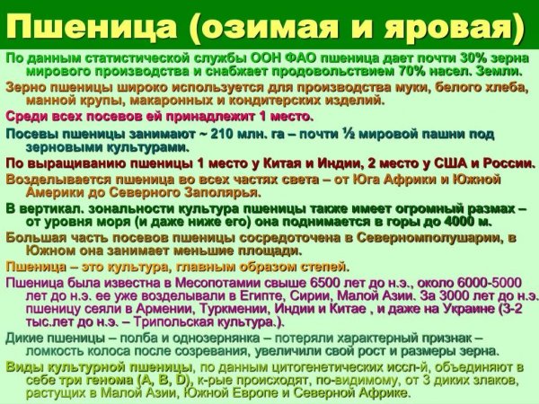 Пшеница