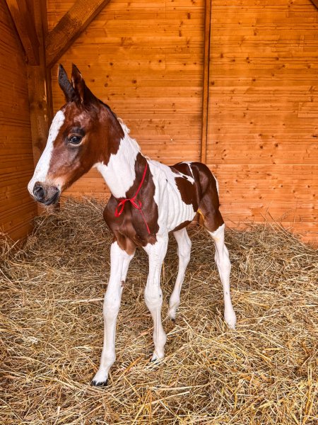 MEDIA # OF HORSE