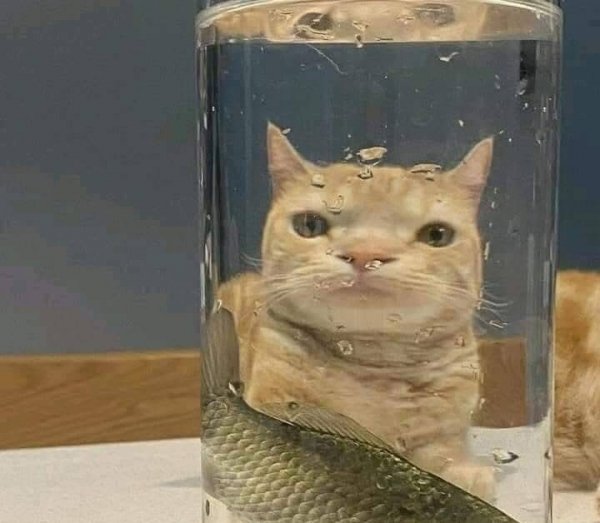 Hldrdllr s