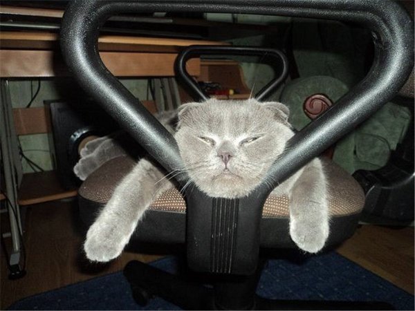 Cats&apos; faces (197)