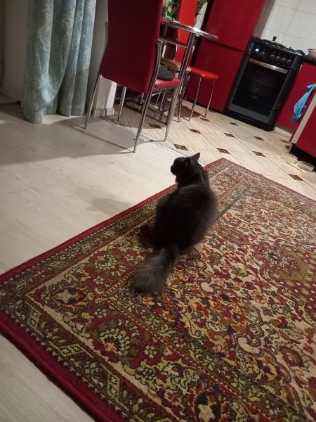 picture_398007818