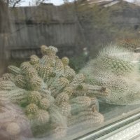 Кактусы