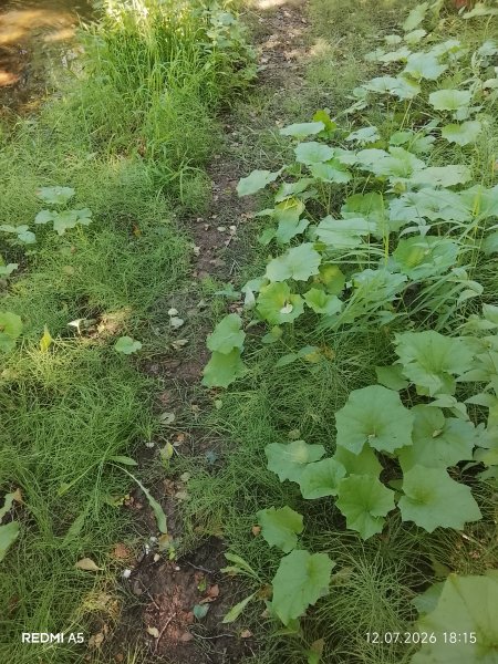 picture_419013275